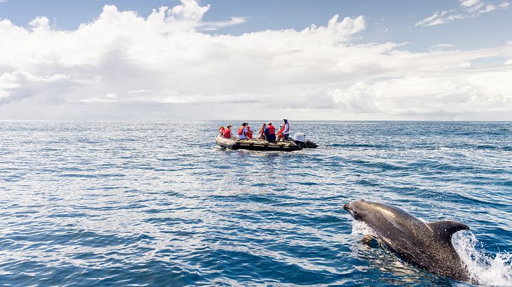 Playful dolphins by Hurtigruten Expeditions' guests in the Galapagos. Photo: Ashton Ray Hansen.
