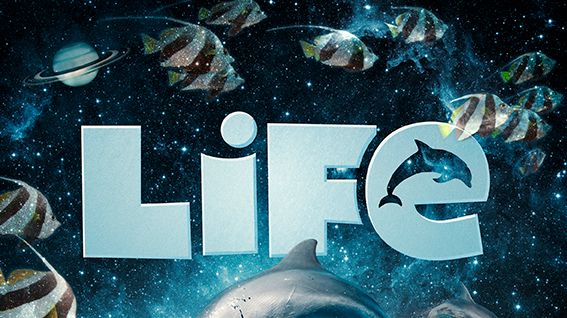 Pressinbjudan - Pressvisning av nya delfinshowen Life