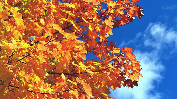 So schön es am Baum auch ist, kann das Herbstlaub am Boden Probleme bereiten.  Foto: Andreas Hermsdorf / pixelio.de 