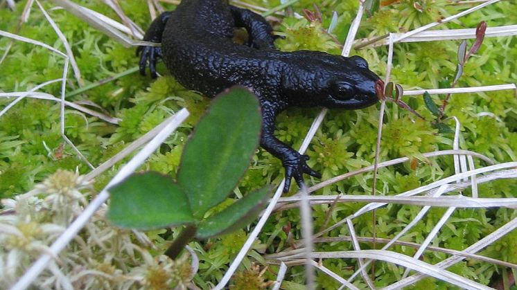 Salamander. Foto: Länsstyrelsen Västra Götaland