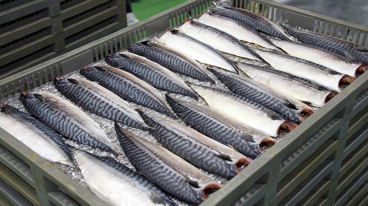 Økt volum og redusert verdi for eksporten av pelagisk fisk i 2017