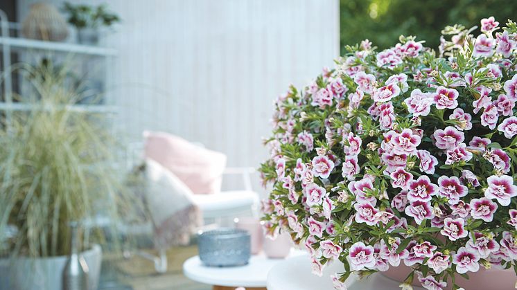 Förgyll din uteplats med en maffig petunia som ger blomsterglädje hela sommaren! Foto: Blomsterfrämjandet