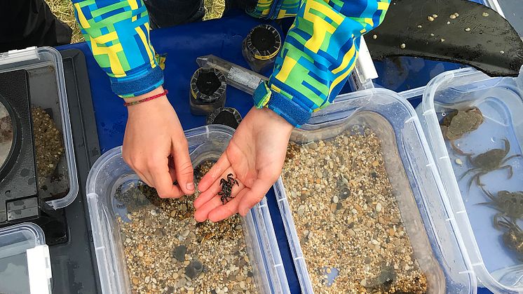 Lärare och elever åker ut till kusten för att leta efter främmande arter. Sedan rapporterar de in sina fynd till forskare och myndigheter. Foto: Anna Dimming, Länsstyrelsen Västra Götaland.