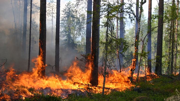 Naturvårdsbränning används ofta för att restaurera skog. (Foto: Joakim Hjältén, SLU)