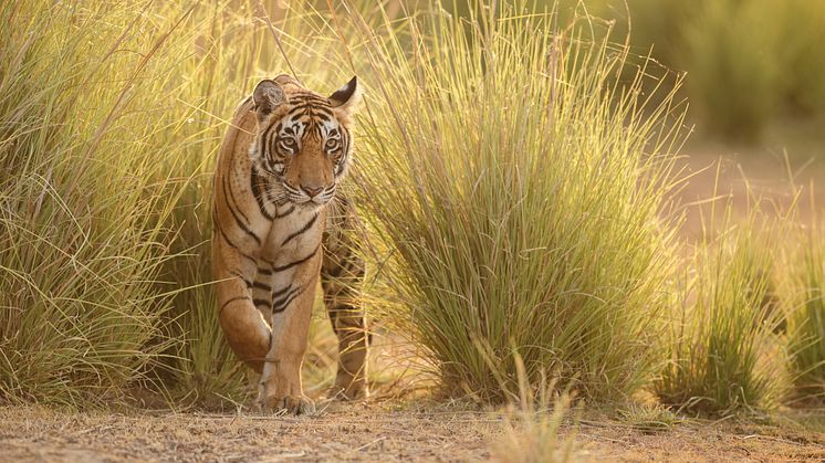 Bestanden af de truede tigre i Indien er vokset lidt. Deres leveområder er dog ikke vokset med, og det fører til flere sammenstød med mennesker. 