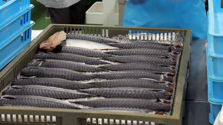 Norsk makrell i Japan
