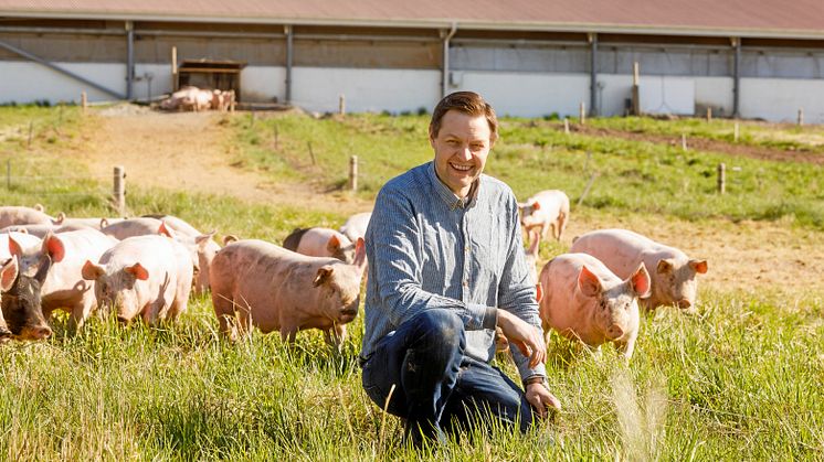 Spjutspetsvinnaren Anders Gunnarssons grisar kan själva välja om de vill gå ut och böka och beta. Foto: Daniel Strandroth/Strandroths Fotografi