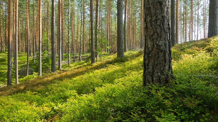 Kväve och kopplingen till kolbindning i de nordiska skogarna