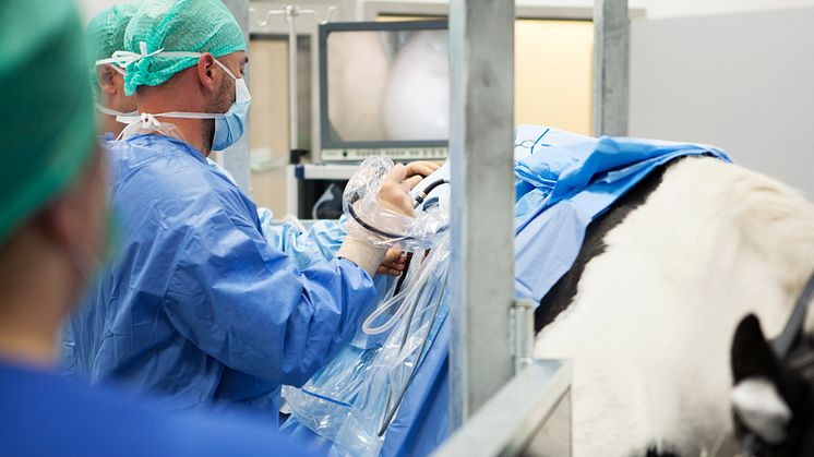 Chef för operationskliniken på UDS, Tamas Tóth, utför en laparoskopi. 