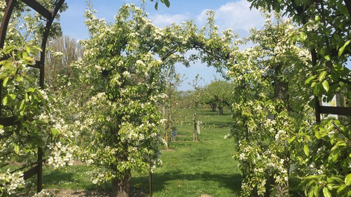 ​Kiviks Musteri öppnar sina blommande äppelträdgårdar med fotoutställning om pollinatörer