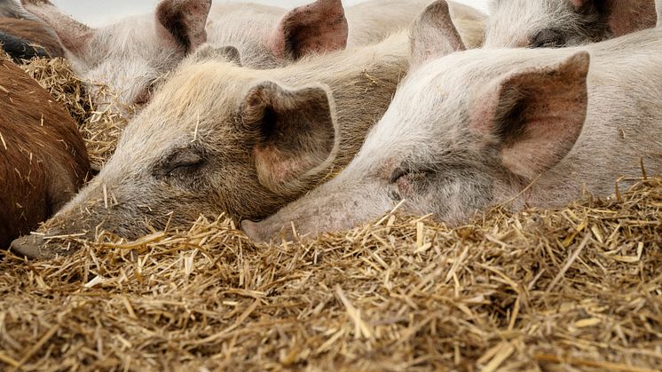 Schwein - Foto Julia Lindemalm