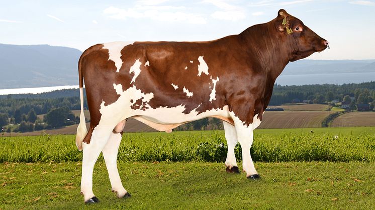Alme (252NR12073) is an excellent all-around sire. With outstanding daughter production, outstanding udder health, excellent udders and very good daughter fertility. Photo: Jan Arve Kristiansen