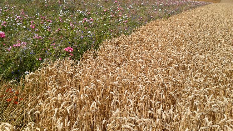 Tři procenta pšeničných polí jsou ponechána pro osetí speciálně vybranými medonosnými květinami, které opylovačům umožňují po celý rok získávat co nejvíce pylu a medu. 