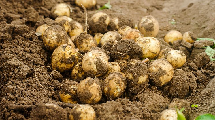 Kraftig nederbörd i skördetider är en av orsakerna till att potatisskörden minskat. Foto: Mostphotos