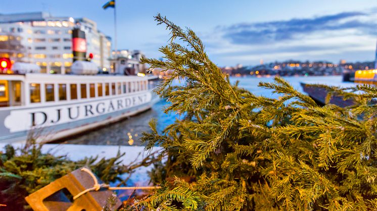 Julgranar blir risvasar i vattnen runt Djurgården 