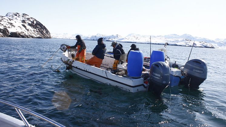 Grönlannin rasvakalan pyynti kartoittaa merilintusivusaalistaan. (c) Søren Post/Christoffer Koch