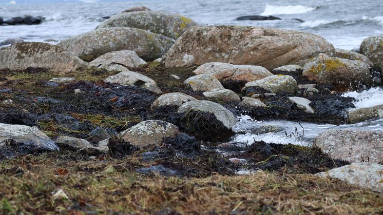 Saneringen av olja från den drabbade kustremsan måste ske varsamt för att inte skada naturen. Foto: Hanna Fryklund/Sölvesborgs kommun