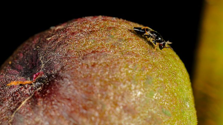 Stekelhonan Tetrapus americanus pollinerar Ficus maxima. Foto: Christian Ziegler www.christianziegler.photography
