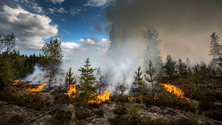 Det mänskliga beteendet ligger bakom flest bränder i naturen