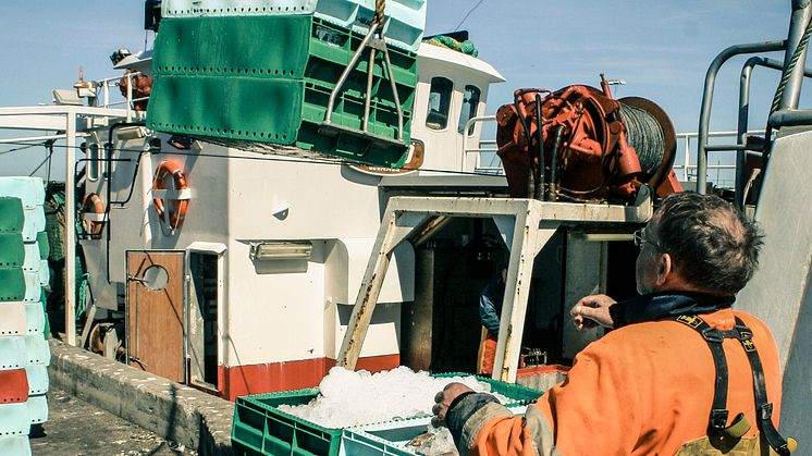 Nya regler för svenskt fiske vid årsskiftet - "Målet är att minska utkast och få ett mer selektivt fiske"