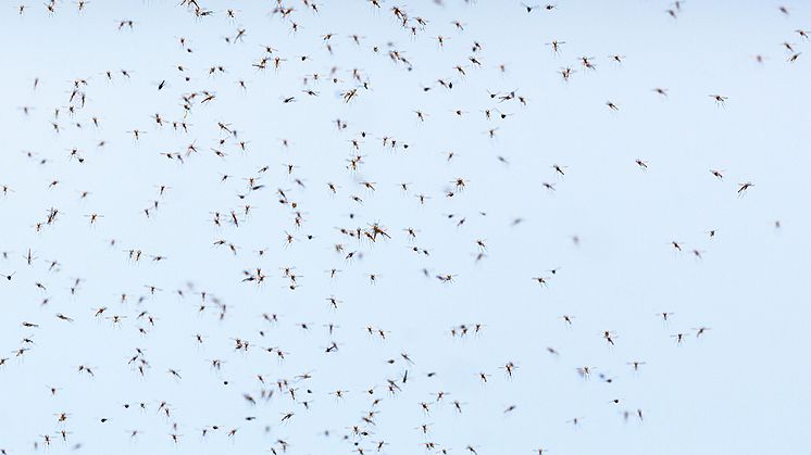 Flera medier har rapporterat om att det är mycket mygg i Sverige just nu. Foto Shutterstock/Lasse Johansson