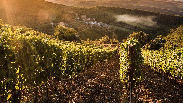 Monteraponi vineyard