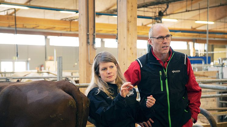 Geno will unlock some hot topics related to its climate ambitions within the global breeding practice and giving attention to sustainable cattle breeding. Photo by: Aurora Hannisdal