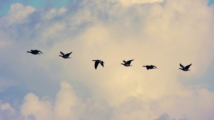Genrebild flyttfåglar, foto Pixabay.