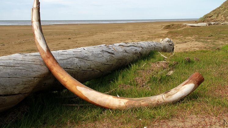 Mammutbete upptäckt i nordöstra Sibirien. Foto: Love Dalén