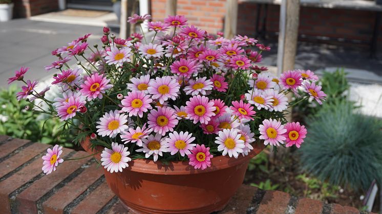 Ljuvlig nyhet 2021 - margerit Argyranthemum frutescens ’Madeira’ Pink Halo