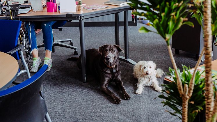 Vor, während und auch nach Corona: „Kollege Hund“ sorgt auch im Büro für Struktur und Entspannung.