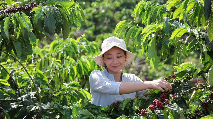Nestlé lancerer Nescafé Plan 2030: Implementering af regenerativt landbrug, reduktion af drivhusgasudledninger og styrkelse af kaffebønders levevilkår. 