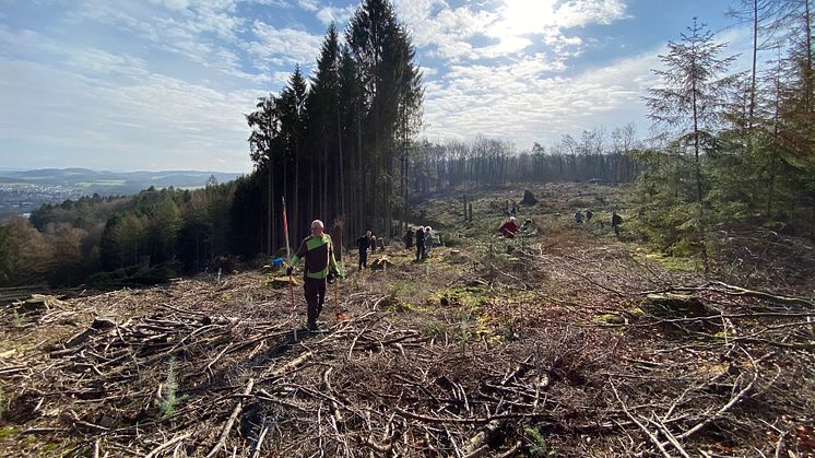 BPW Mitarbeitende, Geschäftsführung, Facility Management und Forstamt packen gemeinsam an, um die regionalen Wälder aufzuforsten