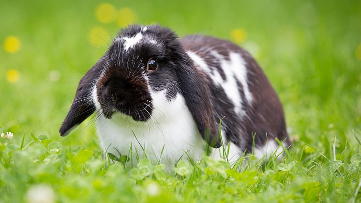 Kaniner är betande djur, det vill säga gräsätare. Foto: Sveland Djurförsäkringar