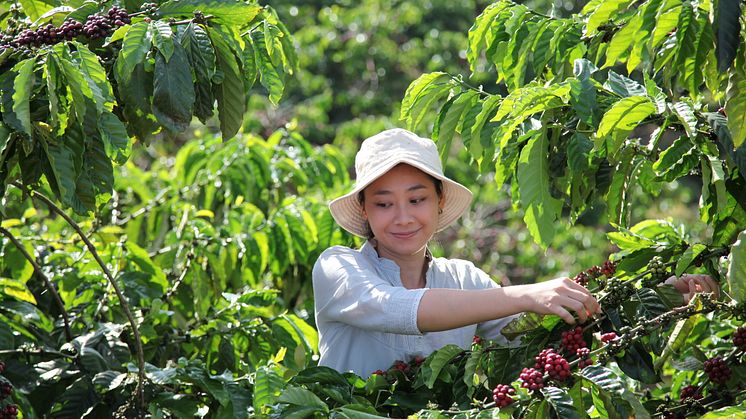 Vastuullisempaa kahvia uudistavan viljelyn menetelmin: Nescafé Plan 2030