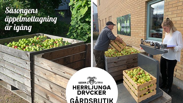 Nu är årets äppelmottagning hos Herrljunga Musteri igång - en tradition som levt i över sjuttio år.