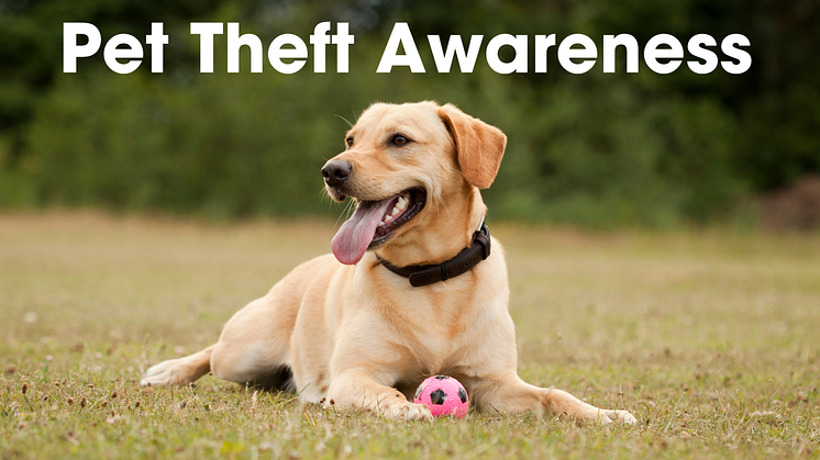 Helpful tips to keep dogs safe as force shines a light on pet theft