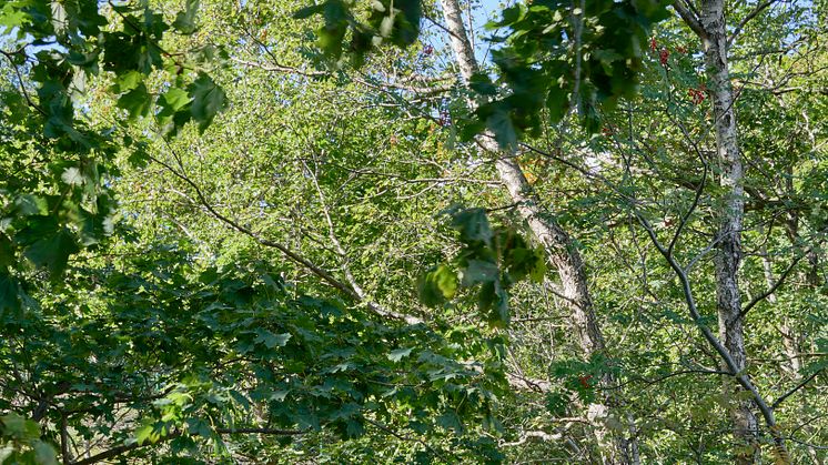 Grön räv i Årstabergsparken