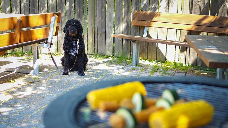 Det är viktigt att koppla hunden på säkert avstånd från grillen så att den inte kan få i sig av mat som kan vara farlig för den och för att den inte ska riskera att bränna sig. Foto: Sveland Djurförsäkringar