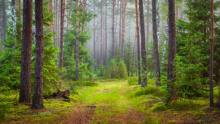 Skogsgödsling motverkar växthuseffekten och ökar lönsamheten