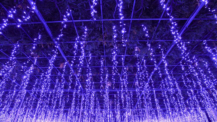 Great Purple Wisteria Lights @ Ashikaga Flower Park