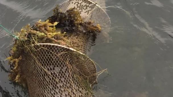 Olagligt ålfiske fortsätter – stor ökning av HaV:s beslag av ryssjor