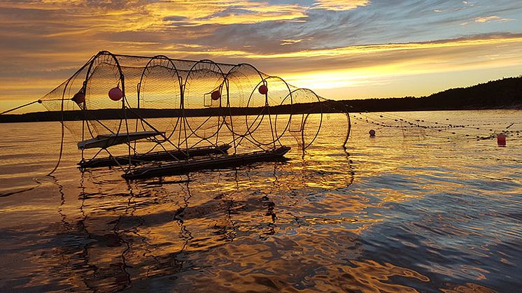 Framgångsrika fiskfällor internationell succé