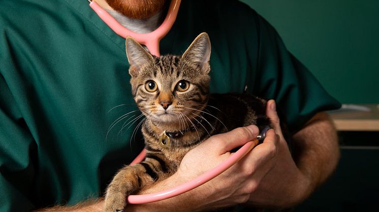 ManyPets bidrar till att höja kattens status genom pop up-klinik för kattchippning
