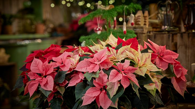 Julstjärnans Dag firas den 12 december – Sprid julglädje med en symbol av ljus och värme