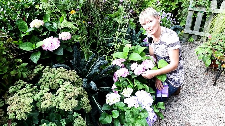 Trädgårdsprofilen Annika Christensen undersöker den prisbelönta trädgårdshortensian Forever&Ever