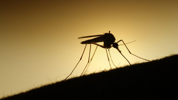 Så skyddar du dig bäst mot myggen i sommar!