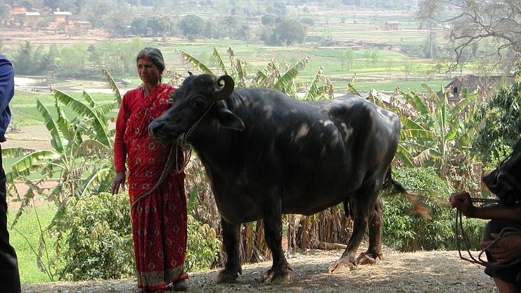 Nepalese lady with buffalo. Photo: Peter Roeder