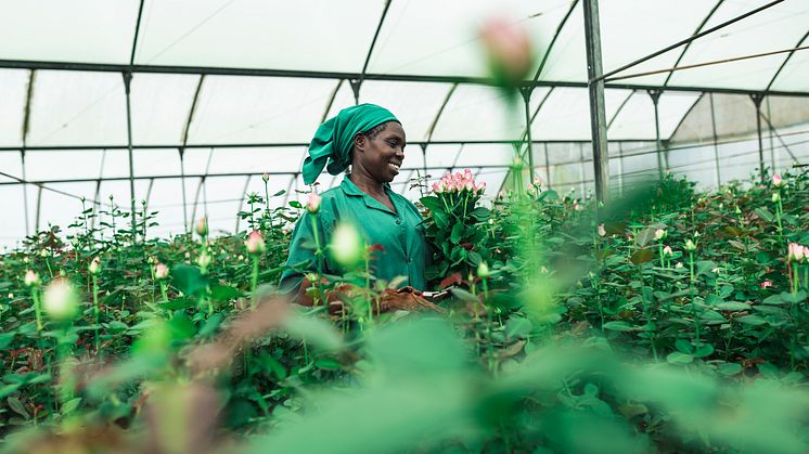 Sex av tio rosor som såldes i Sverige 2020 var Fairtrade-märkta. Grace Mwangi arbetar på en Fairtrade-certifierad plantage i Kenya. Foto: Christoph Köstlin