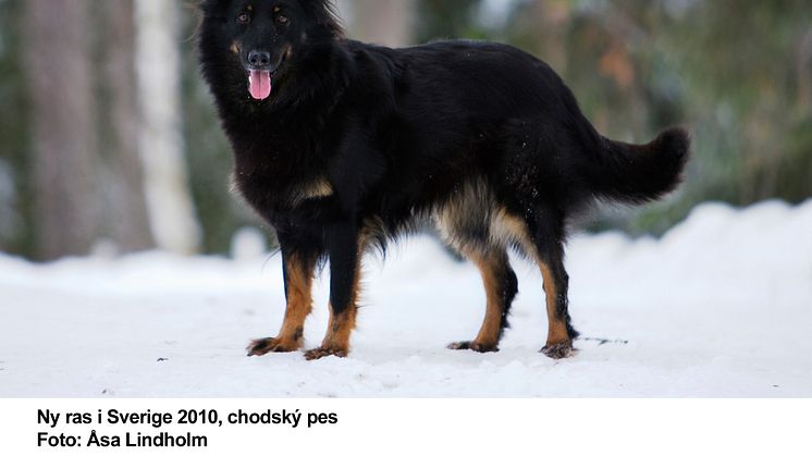 Chodský pes - ny ras i Sverige 2010